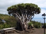 hunderte Jahre alter Drachenbaum